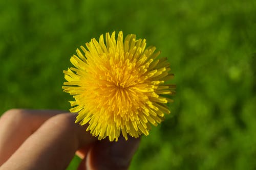 민들레효능/ 토종구별법 / 차 복용량 염증 주의사항