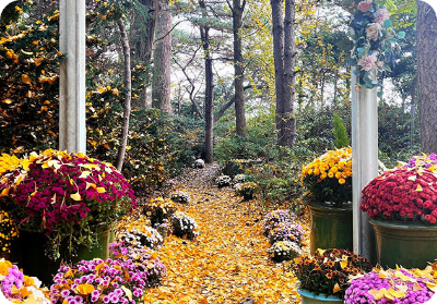 벽초지수목원 가을국화축제 이미지/ 출처: 벽초지수목원 홈페이지