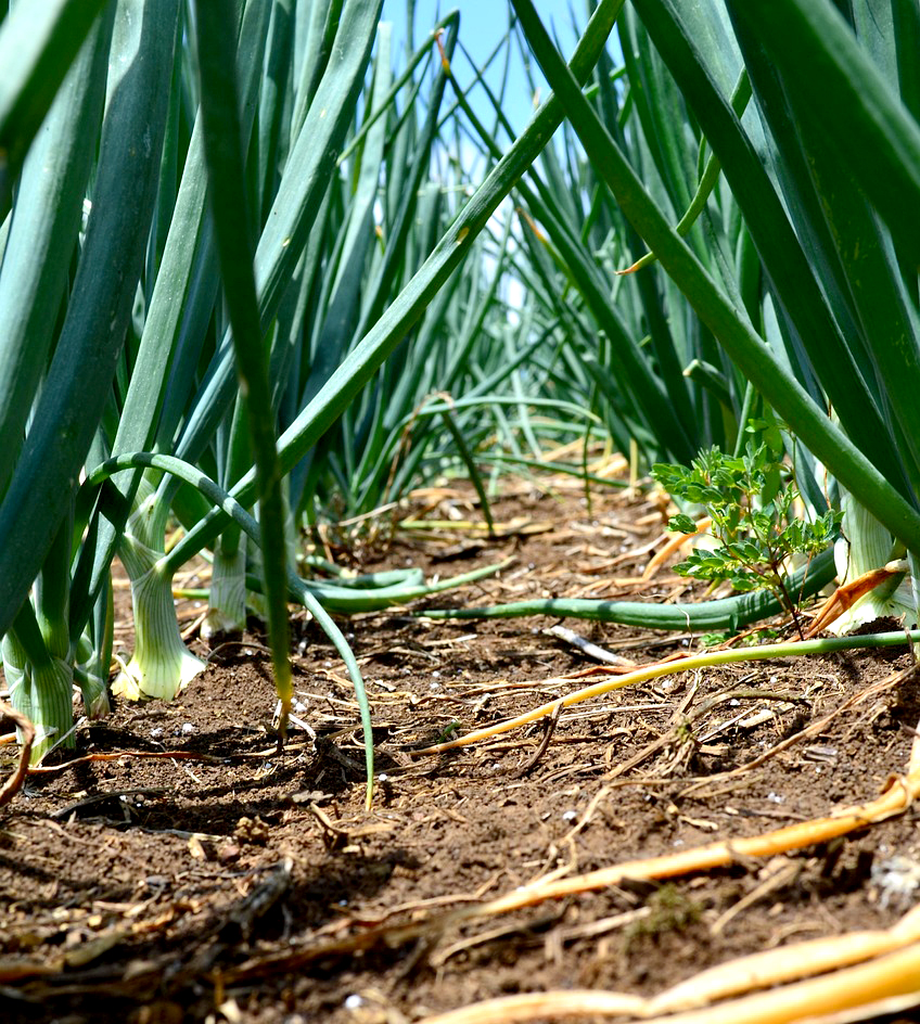 농업경영체 등록확인서 발급
