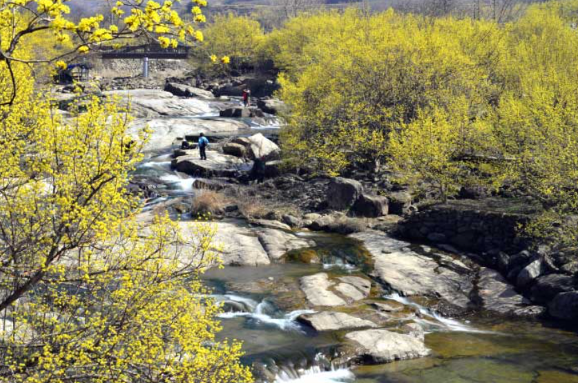 산수유가 만개한 구례 전경 (출처 : 한국관광공사)