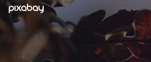 픽사베이