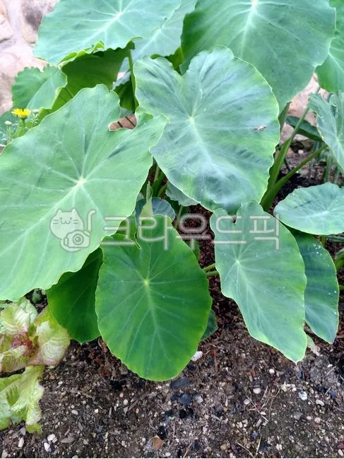 토란 재배 종자구 선택 고랑 관리 습도 조절_6