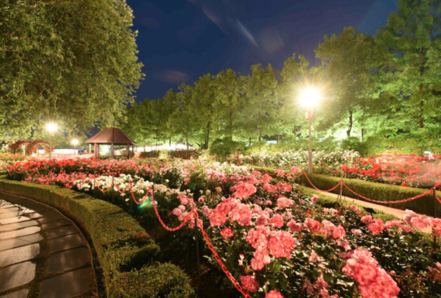 2025 곡성 세계장미축제