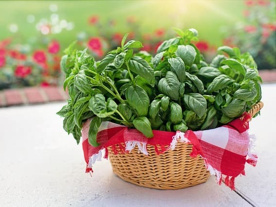 바질 씨드 영양성분 표