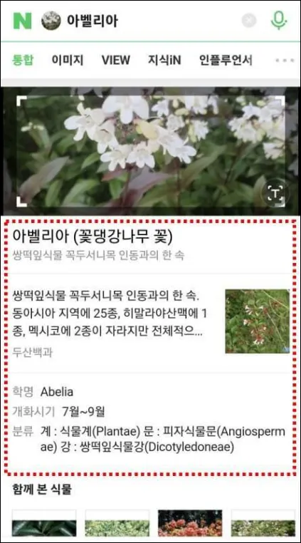 네이버-꽃이름-검색-결과