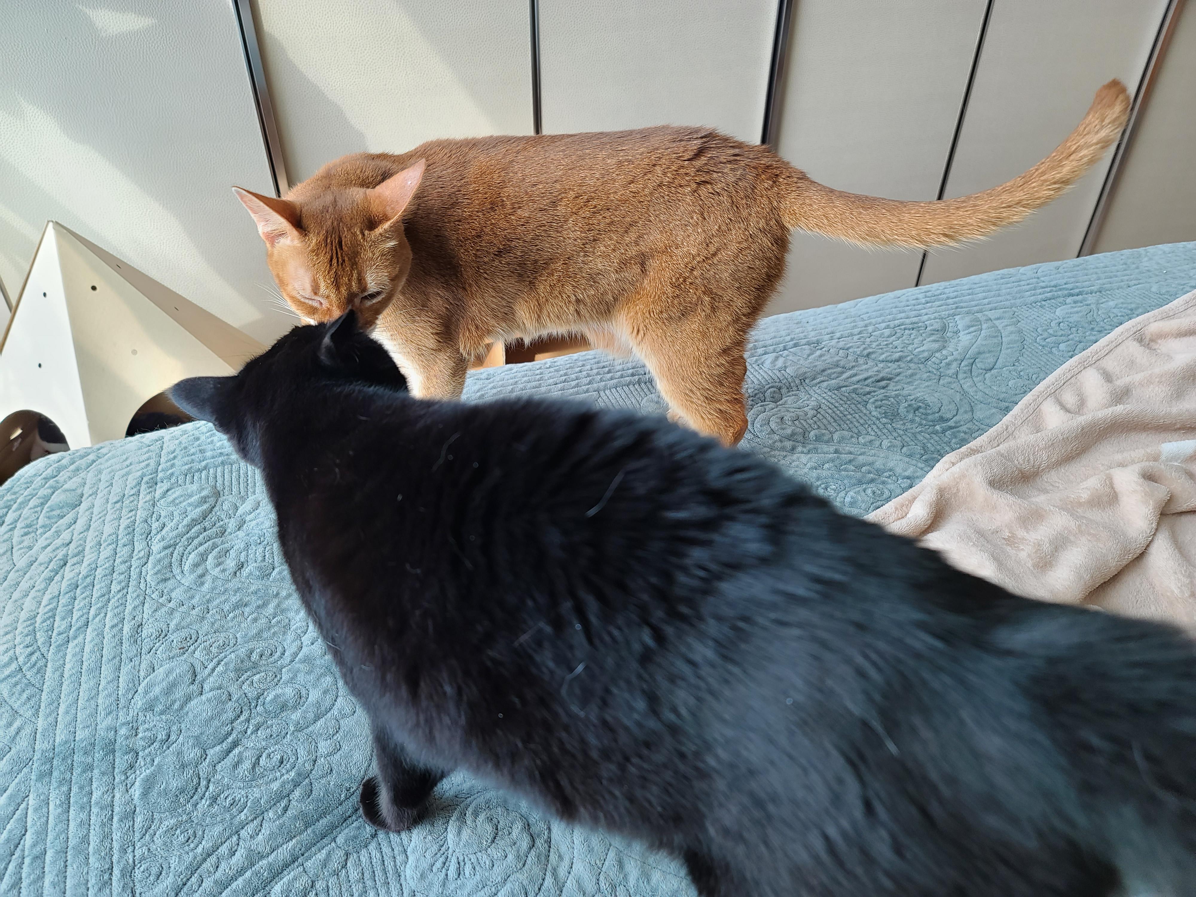 꽤나 용매하게 다투는 건이랑 요미(feat. 루나미모)