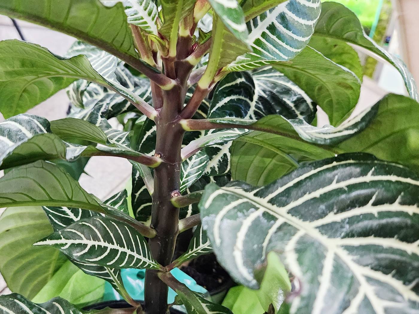 아펠란드라 Aphelandra