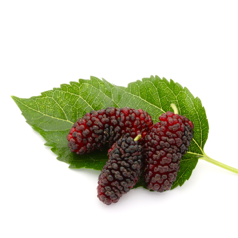 오디 효능 부작용