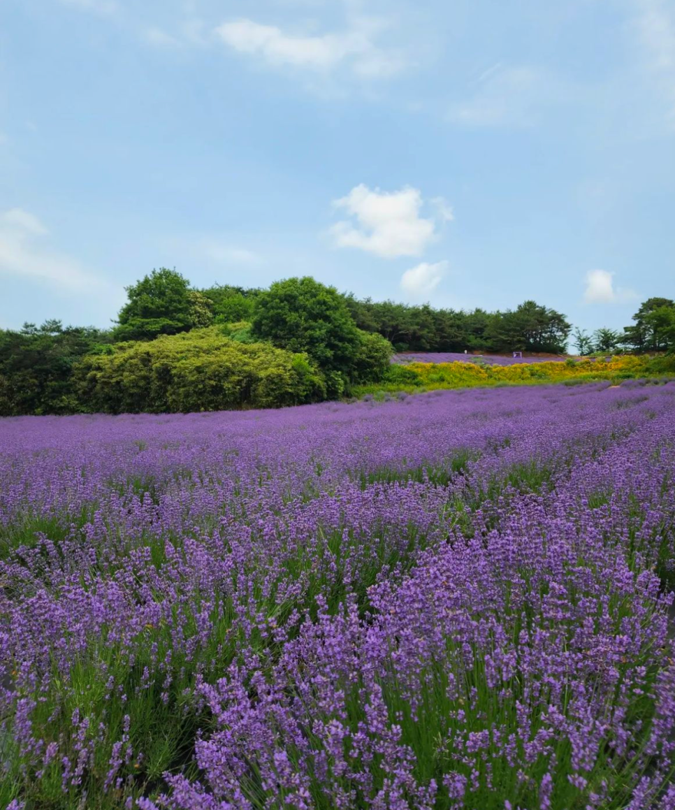 고창 청농원 라벤더 축제