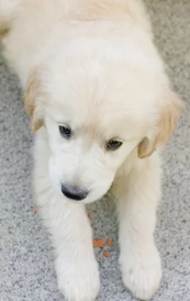 강아지 사진/출처:어도비스톡