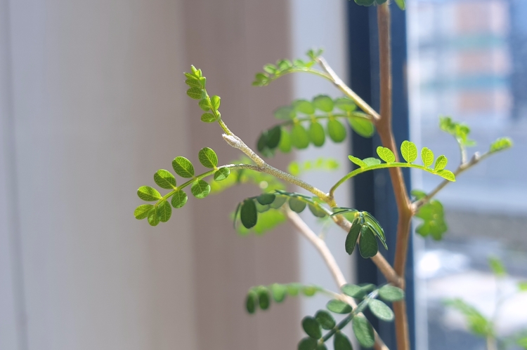 마오리소포라의 새잎