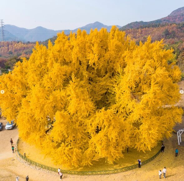 원주 반계리은행나무 당일치기 여행