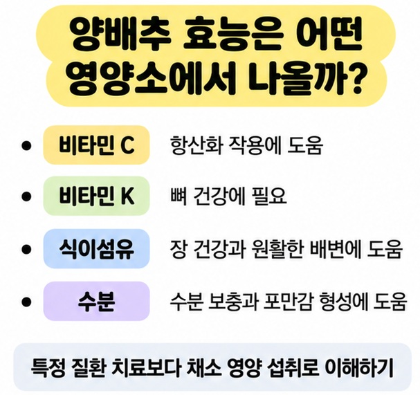 양배추의 비타민 C 비타민 K 식이섬유 영양 포인트를 정리한 이미지