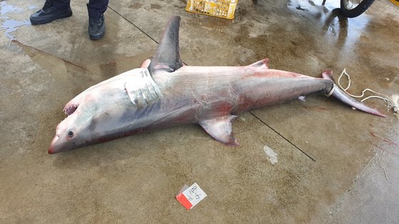 지난 6월 23일 속초 앞바다에서 어부가 발견하고 신고한 상어 사체, 이 상어는 백상아리로 추정된다.