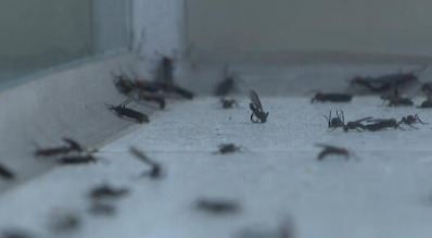 러브버그 퇴치 및 예방법