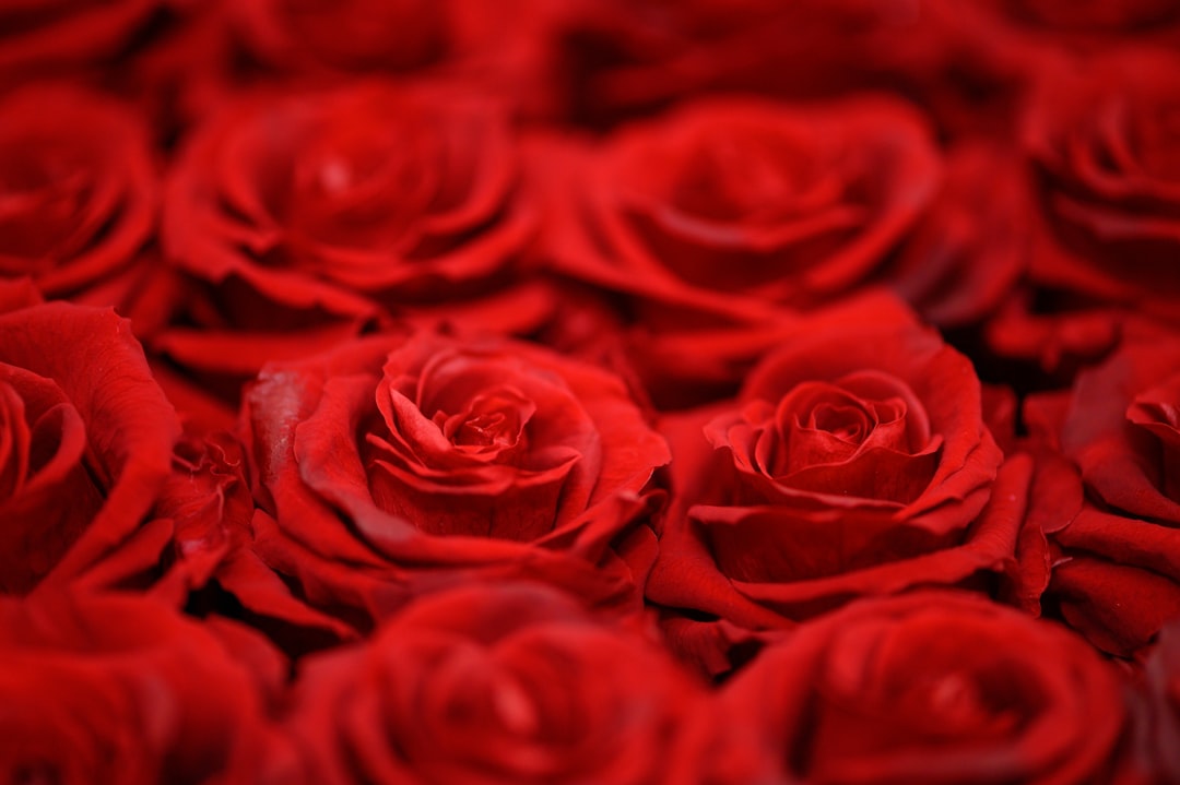 Valentine's