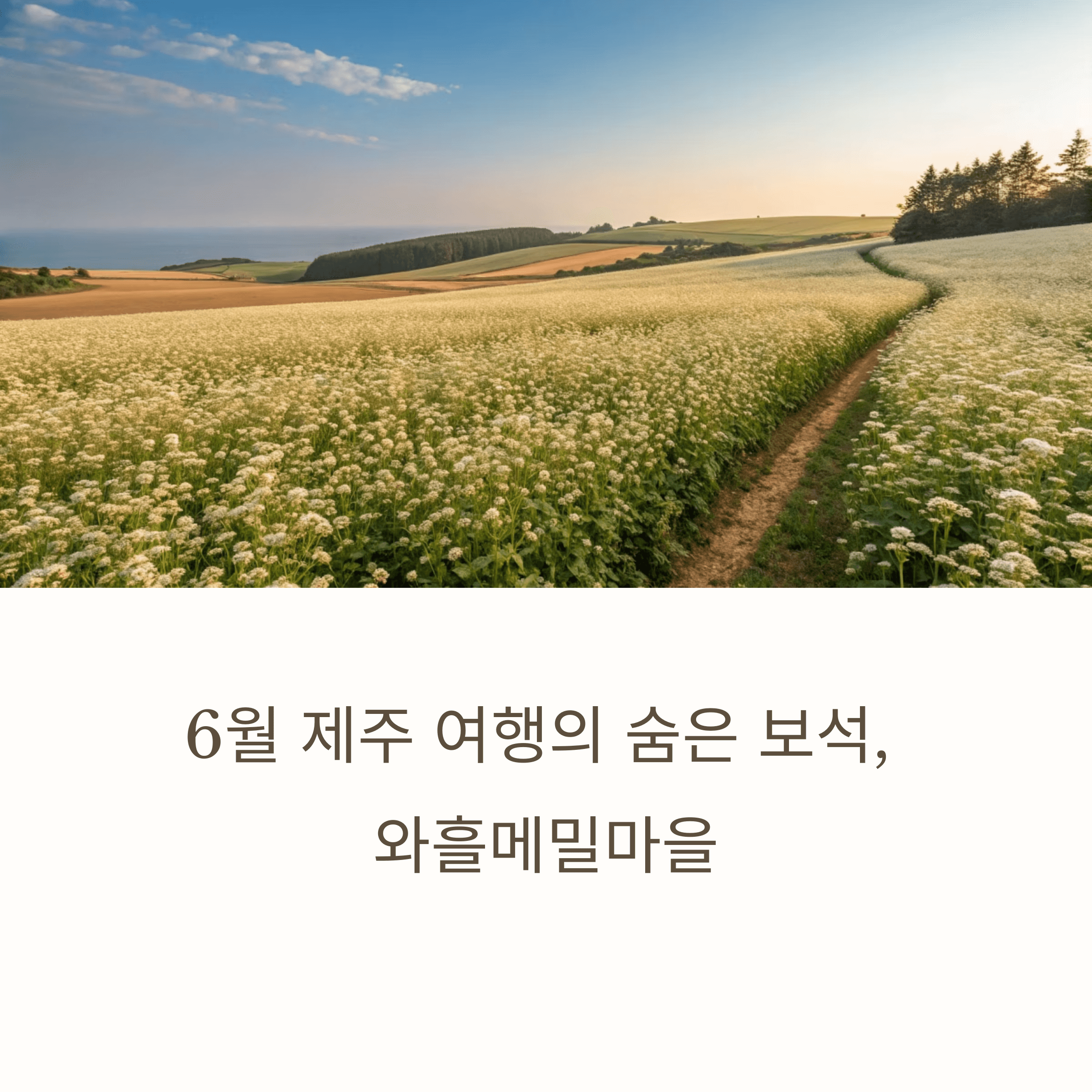 6월 제주 여행의 숨은 명소, 와흘메밀마을 전경