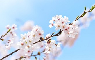 진해 군항제 벚꽃축제