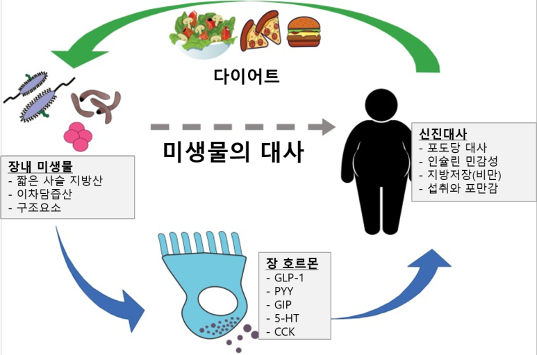 장내 세균과 식욕과의 관계