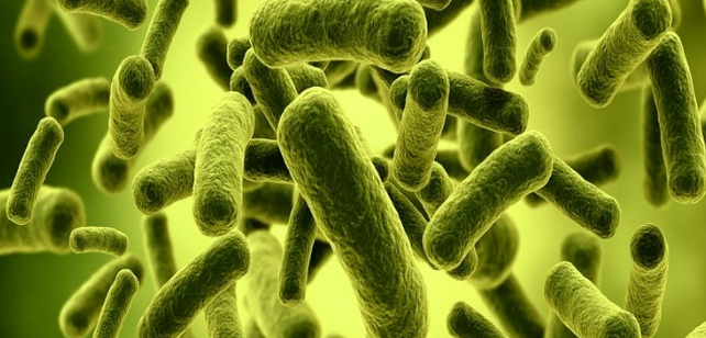 긴막대모양-유산균