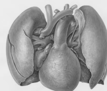 만성폐쇄성 폐질환 증상 치료 원인과 예방법