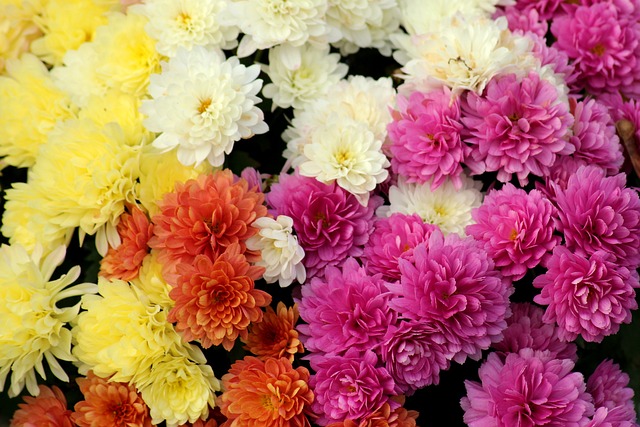 오천만송이 국화꽃향기 축제