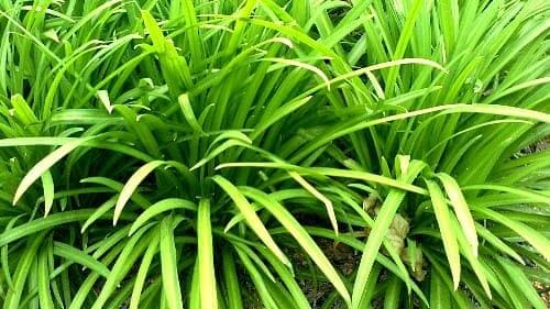 삼채재배-삼채-잎-수확시기-수확방법