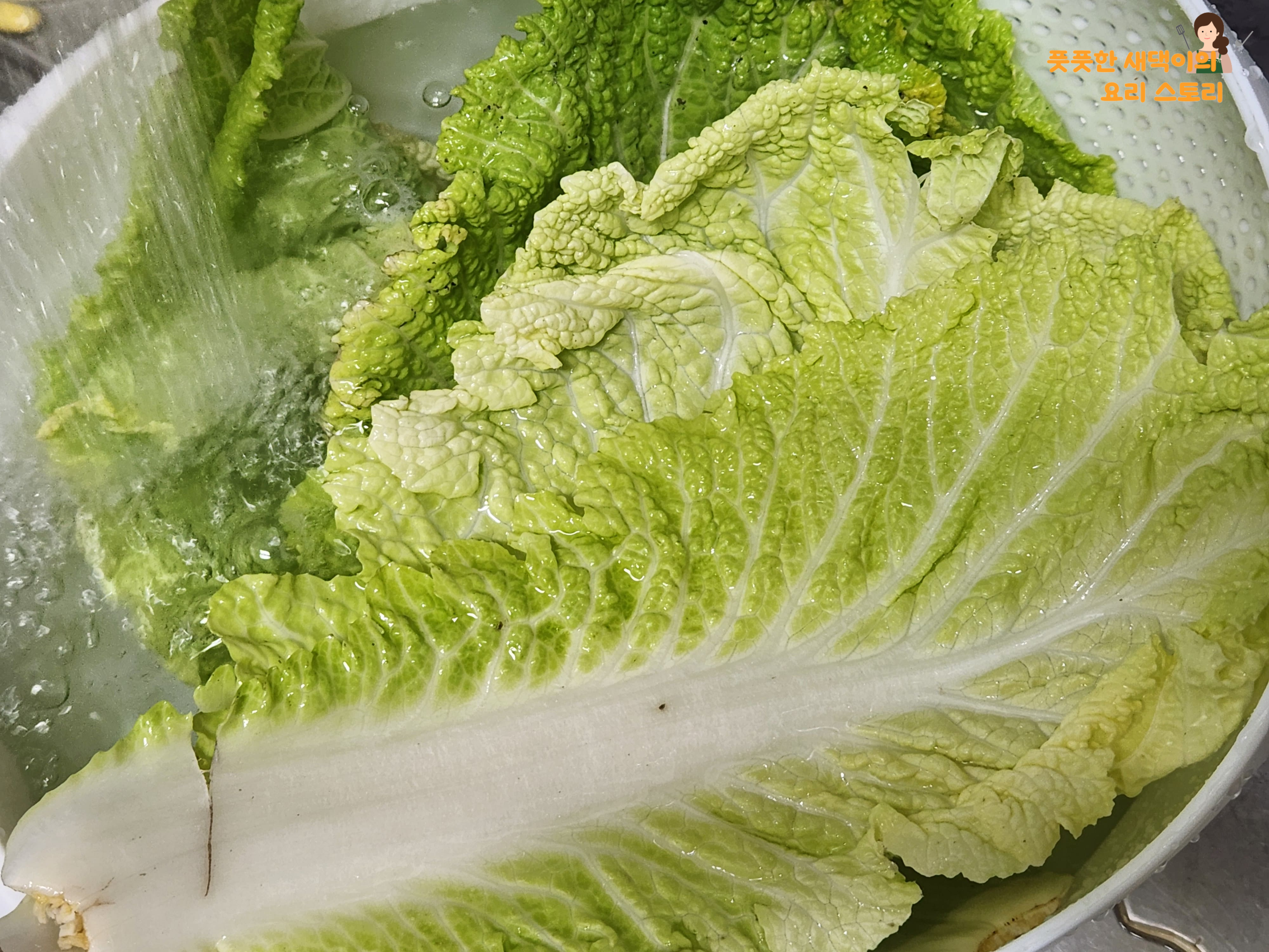알배추 깨끗하게 세척하기