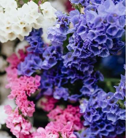 전국 수국 축제 일정