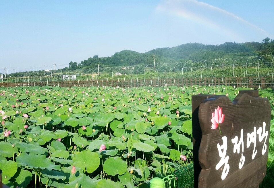 동해 봉정연꽃마을