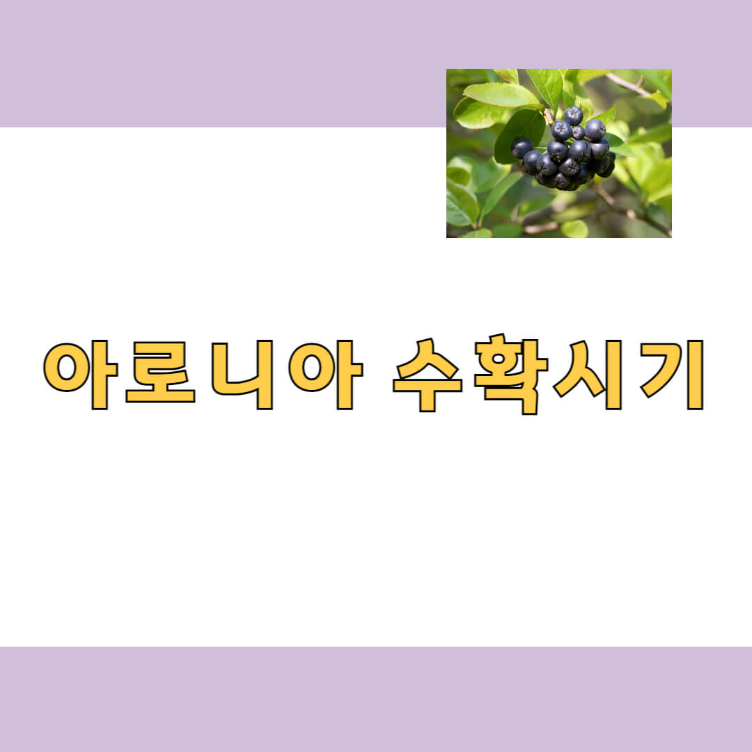 아로니아 수확시기