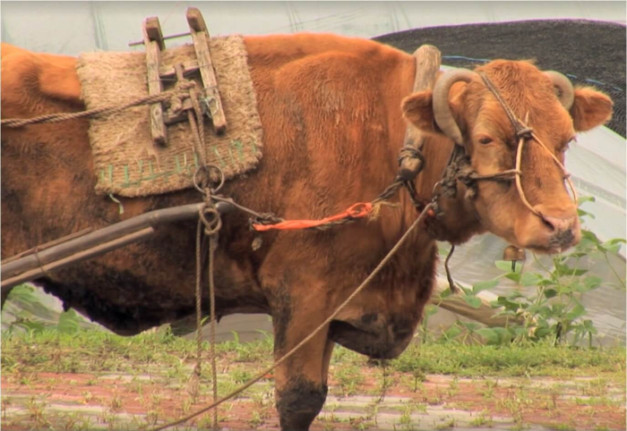 소에 대한 꿈 해몽