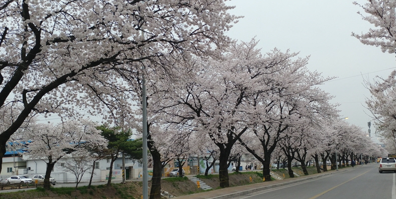 경북 벚꽃 명소