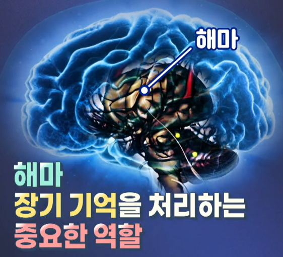 포스파티딜 세린 효능