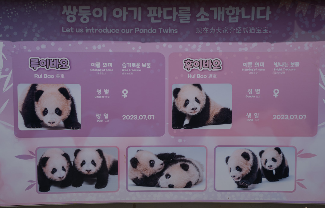 에버랜드 판다월드 루이바오 후이바오