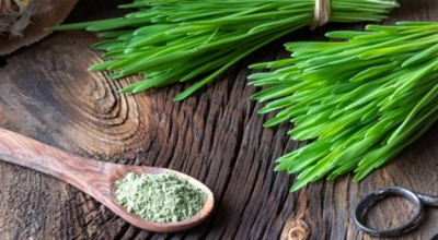 새싹보리이미지