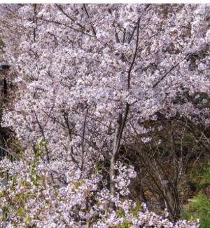 화담숲 수선화 축제