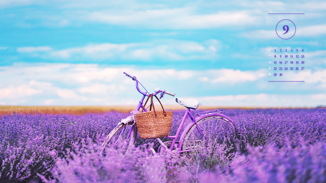 02 보라색 자전거 A - 2025년9월 노트북배경화면