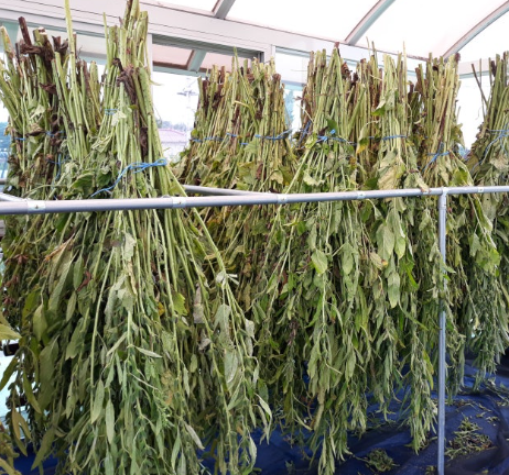 참깨 수확시기 방법 남부 중부 지방 물주기 파종 베는시기 총정리5