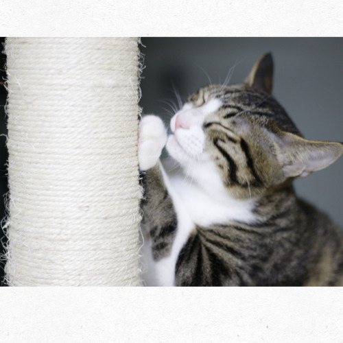 고양이 애호가를 위한 기념 일러스트