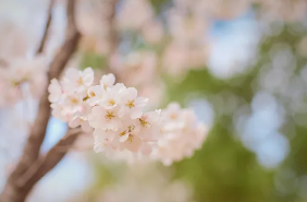 벚꽃을 알아보자.