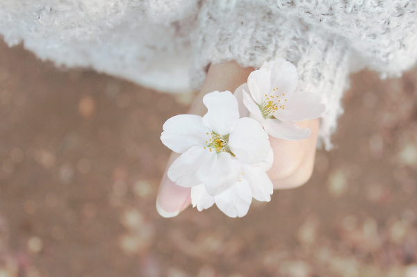 남이섬 벚꽃 – 2025년 개화 시기, 명소, 가는 방법 총정리!