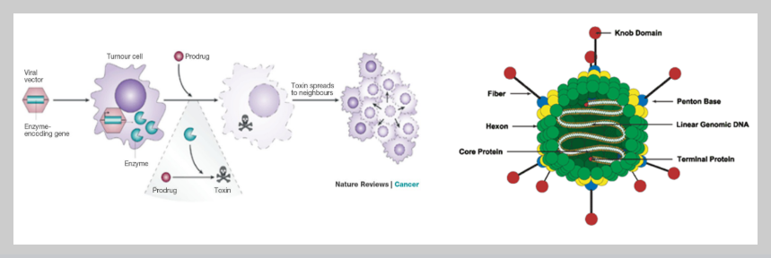 RNA 치환 효소 벡터 기반 항암제