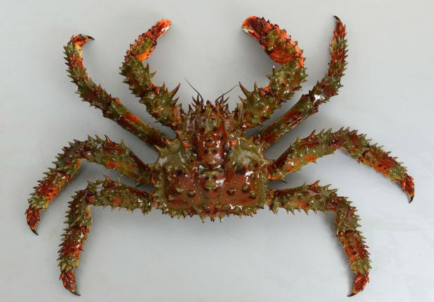 하나사키 킹크랩