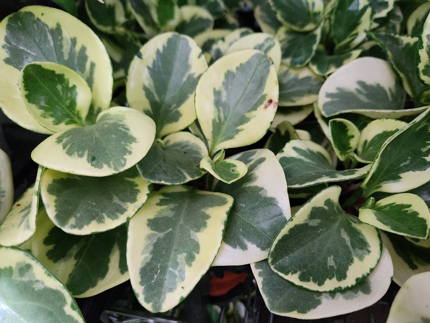 무늬페페(페페로미아 바리에가타) Peperomia Variegata