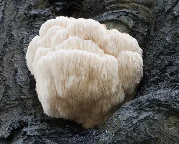 노루궁뎅이버섯 효능 및 영양성분