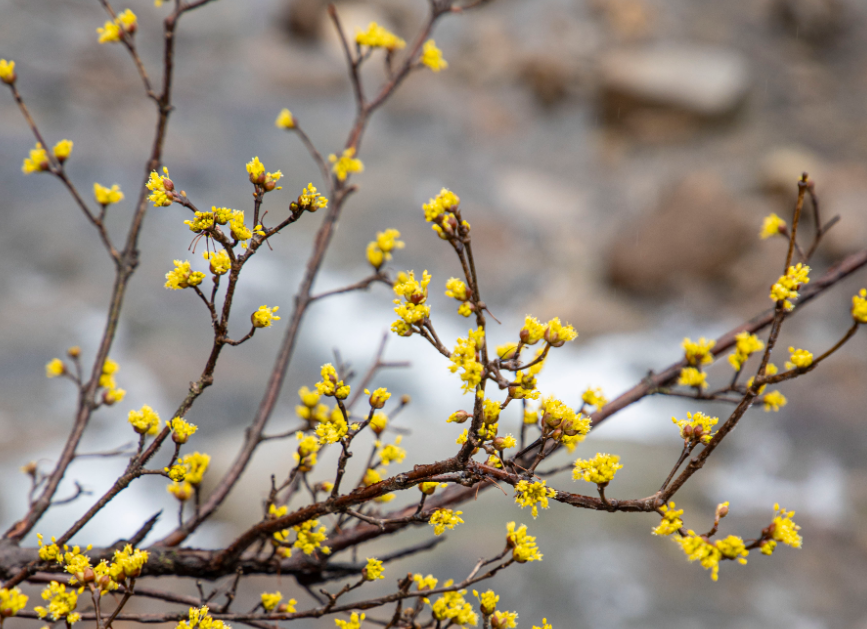 구례 산수유 개화 현항