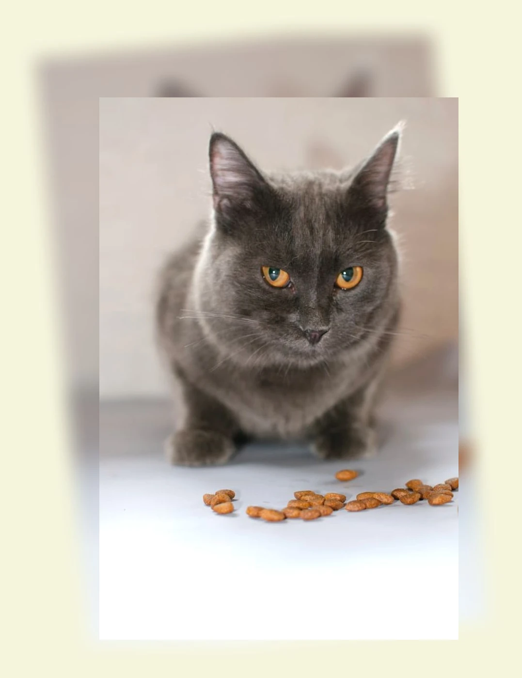 고양이 사료_1_subsection