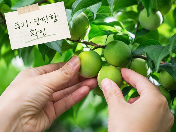 매실 수확시기
