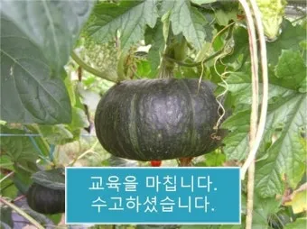 단호박 재배 직파 요령 덩굴 유인 당도 관리_32